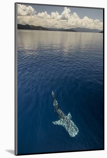 Whale Shark, Cenderawasih Bay, West Papua, Indonesia-Pete Oxford-Mounted Photographic Print