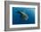 Whale Shark, Cenderawasih Bay, West Papua, Indonesia-Pete Oxford-Framed Photographic Print