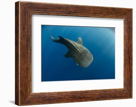 Whale Shark, Cenderawasih Bay, West Papua, Indonesia-Pete Oxford-Framed Photographic Print