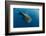 Whale Shark, Cenderawasih Bay, West Papua, Indonesia-Pete Oxford-Framed Photographic Print