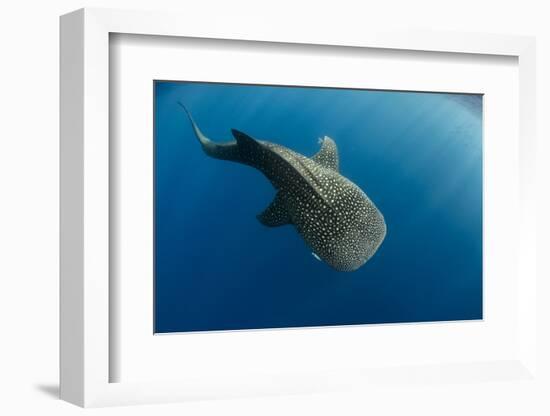 Whale Shark, Cenderawasih Bay, West Papua, Indonesia-Pete Oxford-Framed Photographic Print