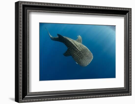 Whale Shark, Cenderawasih Bay, West Papua, Indonesia-Pete Oxford-Framed Photographic Print