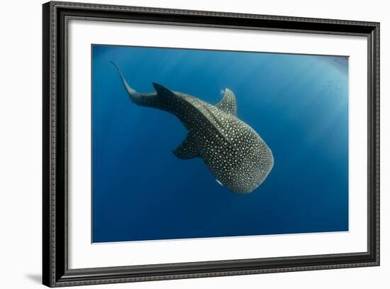 Whale Shark, Cenderawasih Bay, West Papua, Indonesia-Pete Oxford-Framed Photographic Print