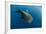 Whale Shark, Cenderawasih Bay, West Papua, Indonesia-Pete Oxford-Framed Photographic Print