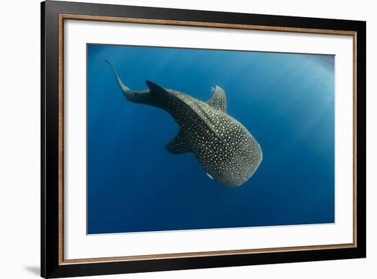 Whale Shark, Cenderawasih Bay, West Papua, Indonesia-Pete Oxford-Framed Photographic Print