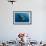 Whale Shark, Cenderawasih Bay, West Papua, Indonesia-Pete Oxford-Framed Photographic Print displayed on a wall