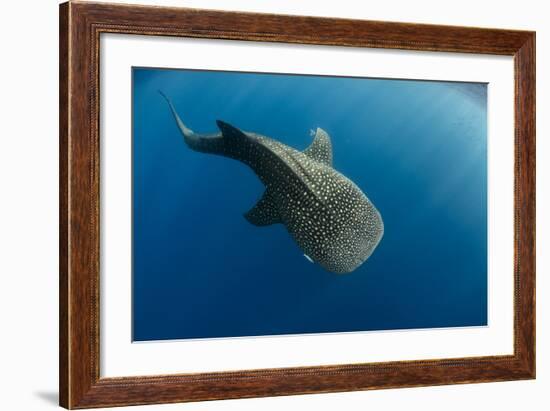 Whale Shark, Cenderawasih Bay, West Papua, Indonesia-Pete Oxford-Framed Photographic Print