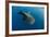 Whale Shark, Cenderawasih Bay, West Papua, Indonesia-Pete Oxford-Framed Photographic Print