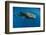 Whale Shark, Cenderawasih Bay, West Papua, Indonesia-Pete Oxford-Framed Photographic Print