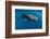 Whale Shark, Cenderawasih Bay, West Papua, Indonesia-Pete Oxford-Framed Photographic Print