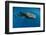 Whale Shark, Cenderawasih Bay, West Papua, Indonesia-Pete Oxford-Framed Photographic Print