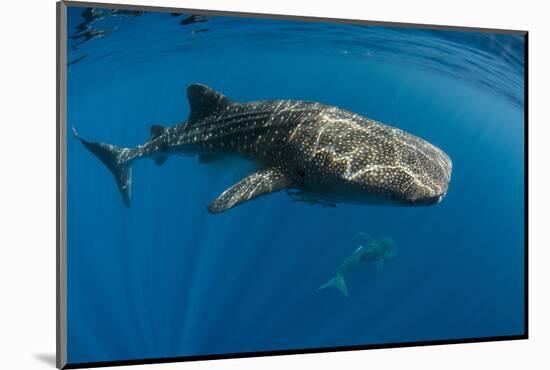 Whale Shark, Cenderawasih Bay, West Papua, Indonesia-Pete Oxford-Mounted Photographic Print