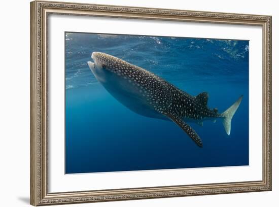 Whale Shark, Cenderawasih Bay, West Papua, Indonesia-Pete Oxford-Framed Photographic Print