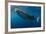 Whale Shark, Cenderawasih Bay, West Papua, Indonesia-Pete Oxford-Framed Photographic Print