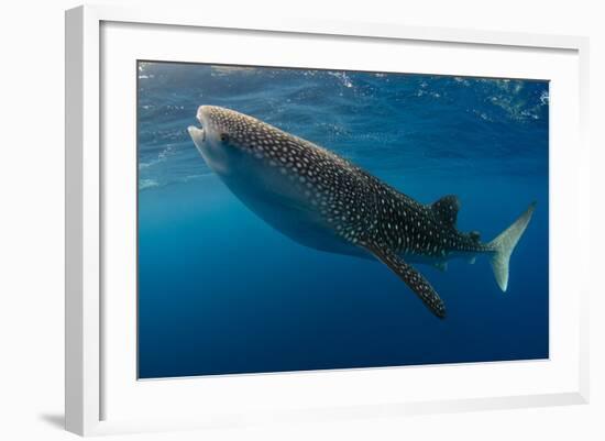 Whale Shark, Cenderawasih Bay, West Papua, Indonesia-Pete Oxford-Framed Photographic Print