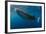 Whale Shark, Cenderawasih Bay, West Papua, Indonesia-Pete Oxford-Framed Photographic Print