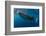 Whale Shark, Cenderawasih Bay, West Papua, Indonesia-Pete Oxford-Framed Photographic Print