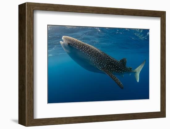 Whale Shark, Cenderawasih Bay, West Papua, Indonesia-Pete Oxford-Framed Photographic Print