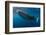 Whale Shark, Cenderawasih Bay, West Papua, Indonesia-Pete Oxford-Framed Photographic Print