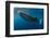 Whale Shark, Cenderawasih Bay, West Papua, Indonesia-Pete Oxford-Framed Photographic Print