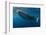 Whale Shark, Cenderawasih Bay, West Papua, Indonesia-Pete Oxford-Framed Photographic Print