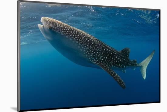 Whale Shark, Cenderawasih Bay, West Papua, Indonesia-Pete Oxford-Mounted Photographic Print