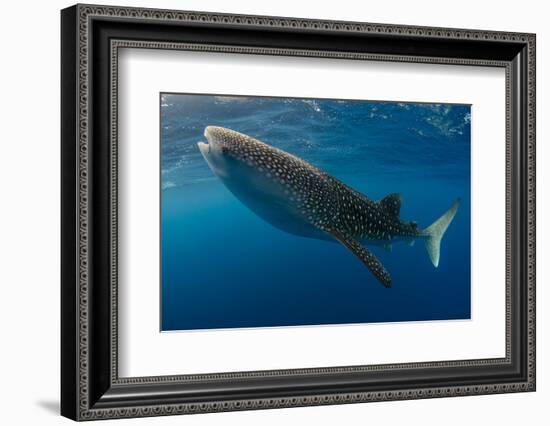 Whale Shark, Cenderawasih Bay, West Papua, Indonesia-Pete Oxford-Framed Photographic Print