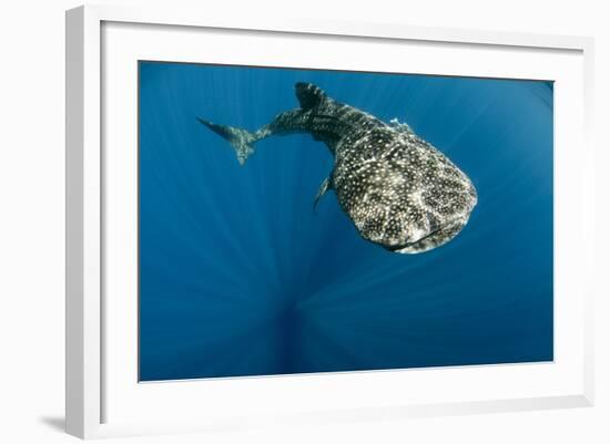 Whale Shark, Cenderawasih Bay, West Papua, Indonesia-Pete Oxford-Framed Photographic Print