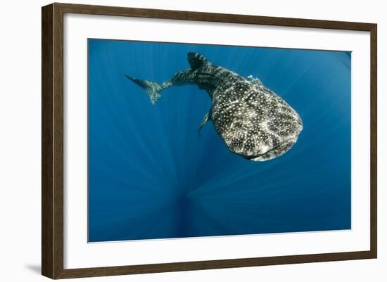 Whale Shark, Cenderawasih Bay, West Papua, Indonesia-Pete Oxford-Framed Photographic Print