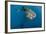 Whale Shark, Cenderawasih Bay, West Papua, Indonesia-Pete Oxford-Framed Photographic Print