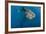 Whale Shark, Cenderawasih Bay, West Papua, Indonesia-Pete Oxford-Framed Photographic Print