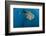 Whale Shark, Cenderawasih Bay, West Papua, Indonesia-Pete Oxford-Framed Photographic Print