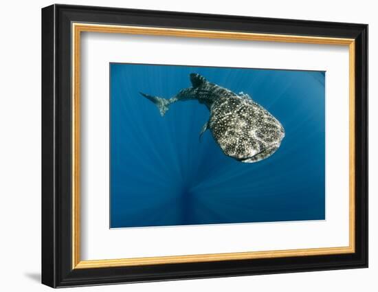 Whale Shark, Cenderawasih Bay, West Papua, Indonesia-Pete Oxford-Framed Photographic Print