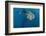 Whale Shark, Cenderawasih Bay, West Papua, Indonesia-Pete Oxford-Framed Photographic Print