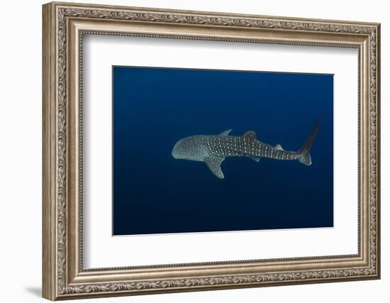 Whale Shark, Cenderawasih Bay, West Papua, Indonesia-Pete Oxford-Framed Photographic Print