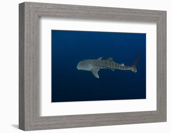 Whale Shark, Cenderawasih Bay, West Papua, Indonesia-Pete Oxford-Framed Photographic Print