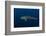 Whale Shark, Cenderawasih Bay, West Papua, Indonesia-Pete Oxford-Framed Photographic Print