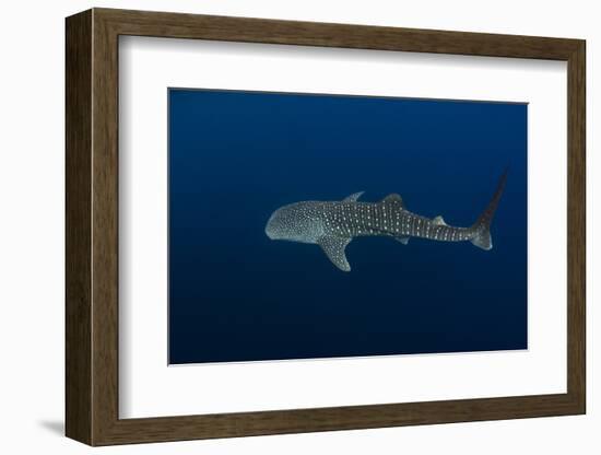 Whale Shark, Cenderawasih Bay, West Papua, Indonesia-Pete Oxford-Framed Photographic Print