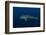 Whale Shark, Cenderawasih Bay, West Papua, Indonesia-Pete Oxford-Framed Photographic Print