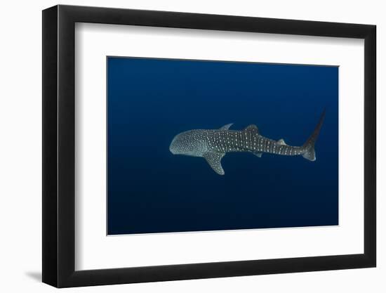 Whale Shark, Cenderawasih Bay, West Papua, Indonesia-Pete Oxford-Framed Photographic Print