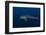 Whale Shark, Cenderawasih Bay, West Papua, Indonesia-Pete Oxford-Framed Photographic Print