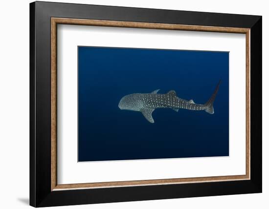 Whale Shark, Cenderawasih Bay, West Papua, Indonesia-Pete Oxford-Framed Photographic Print