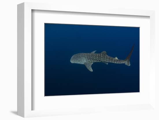 Whale Shark, Cenderawasih Bay, West Papua, Indonesia-Pete Oxford-Framed Photographic Print