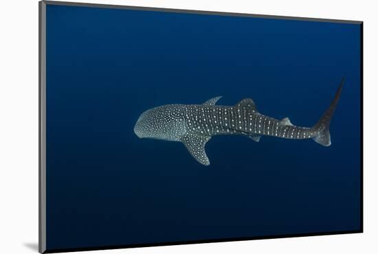 Whale Shark, Cenderawasih Bay, West Papua, Indonesia-Pete Oxford-Mounted Photographic Print