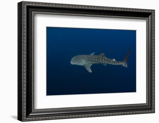 Whale Shark, Cenderawasih Bay, West Papua, Indonesia-Pete Oxford-Framed Photographic Print