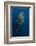 Whale Shark, Cenderawasih Bay, West Papua, Indonesia-Pete Oxford-Framed Photographic Print