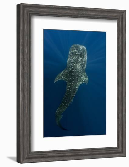 Whale Shark, Cenderawasih Bay, West Papua, Indonesia-Pete Oxford-Framed Photographic Print