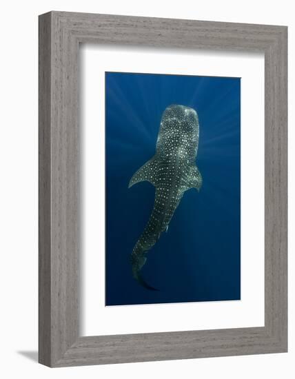 Whale Shark, Cenderawasih Bay, West Papua, Indonesia-Pete Oxford-Framed Photographic Print