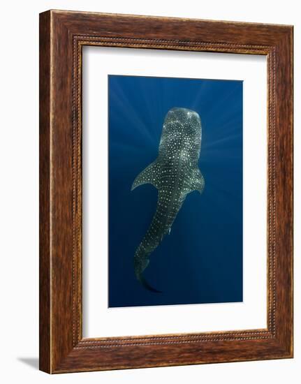 Whale Shark, Cenderawasih Bay, West Papua, Indonesia-Pete Oxford-Framed Photographic Print