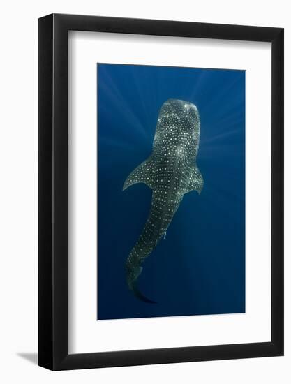 Whale Shark, Cenderawasih Bay, West Papua, Indonesia-Pete Oxford-Framed Photographic Print